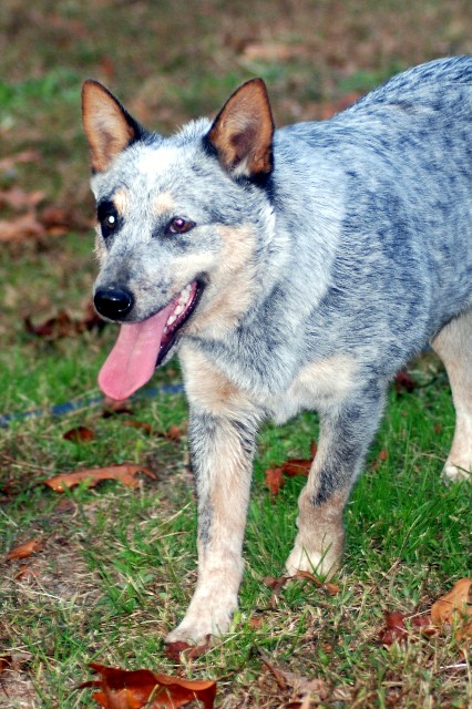 Sleepy Hollow Cattle Dogs